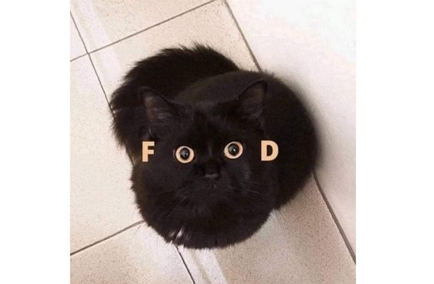 big eye black cat meme