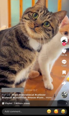 pet content viral tiktok ideas